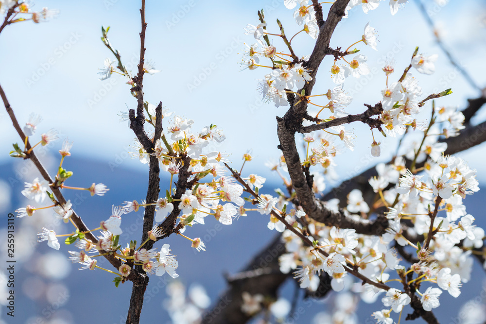 White spring flowers on a tree branch White spring flowers on a tree branch