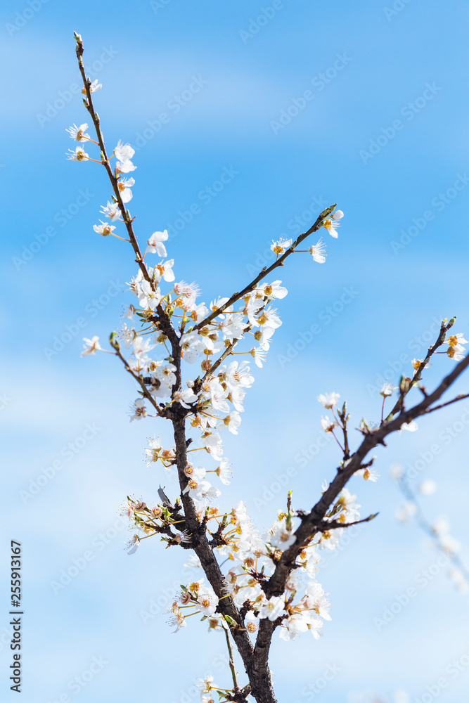White spring flowers on a tree branch