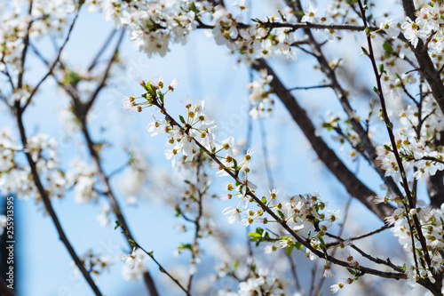White spring flowers on a tree branch © Jovan Vidaković