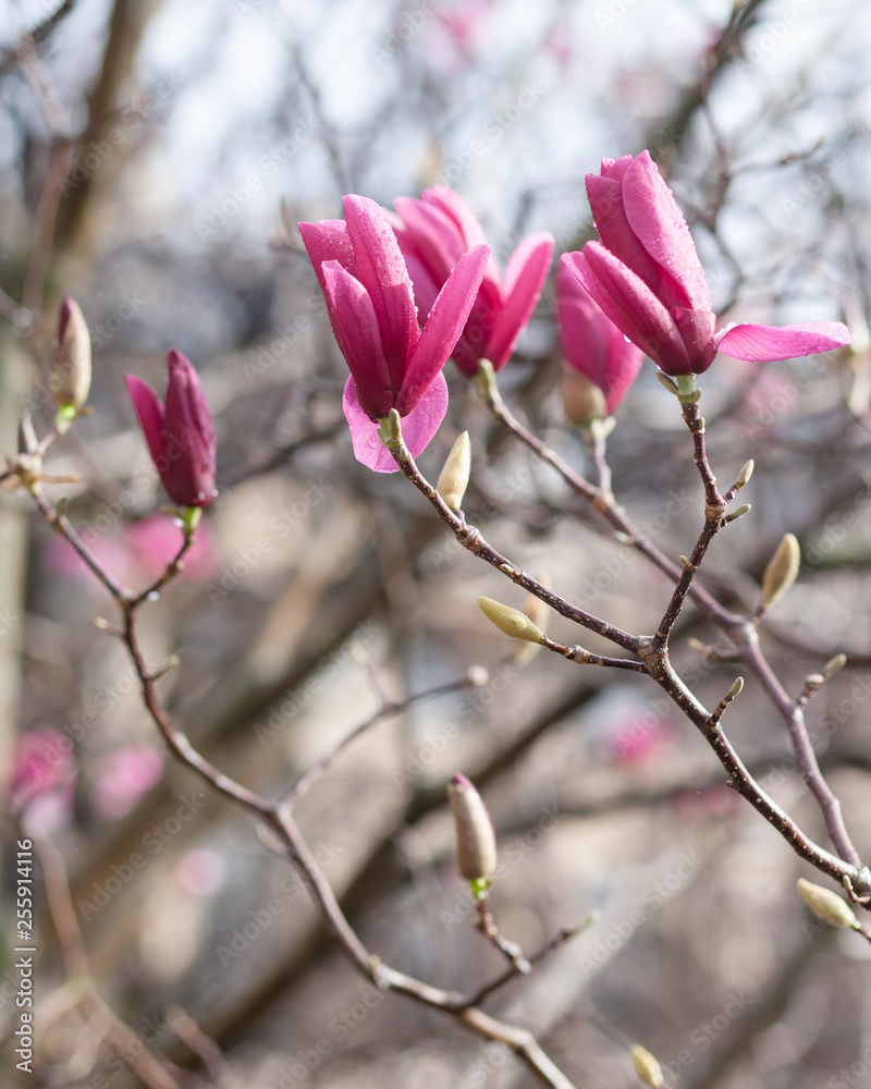 Bright pink magnolia blosson in Paris France. Spring march. After rain, rain drops on the petals. Bare brown branches. Buds of upcoming flowers