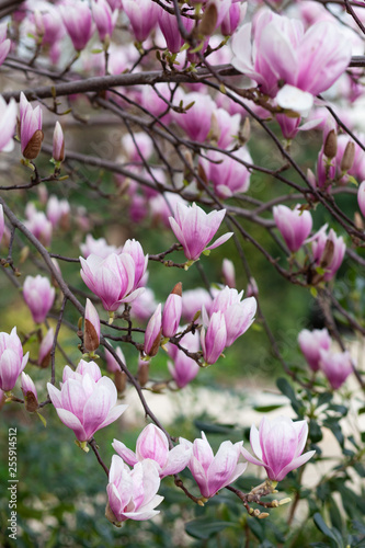 Pink magnolia amaizing spring blossom. Bright colorful flowers