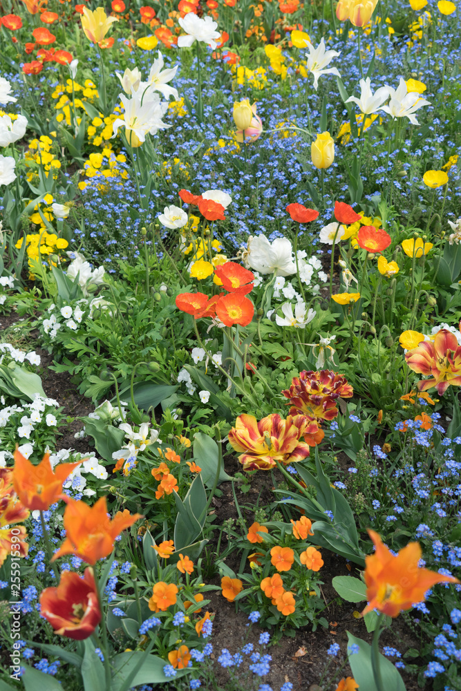 Buntes Blumenbeet mit Tulpen und Mohn im Park im Frühling