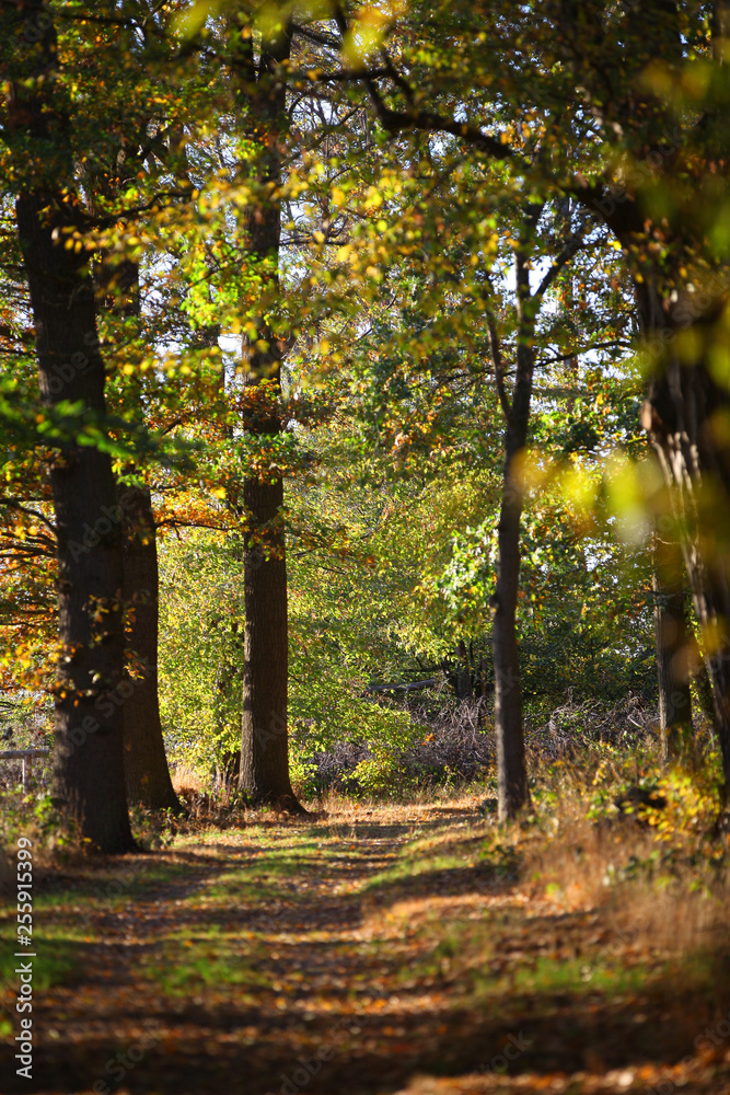 Waldweg Waldweg