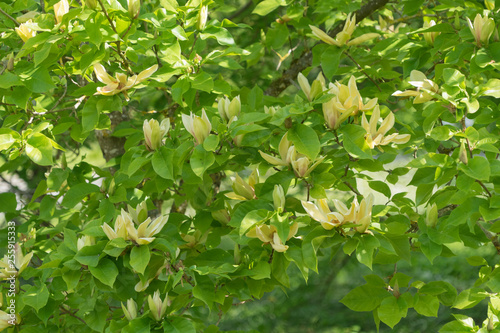 Gelb blühende Magnolie im Frühling