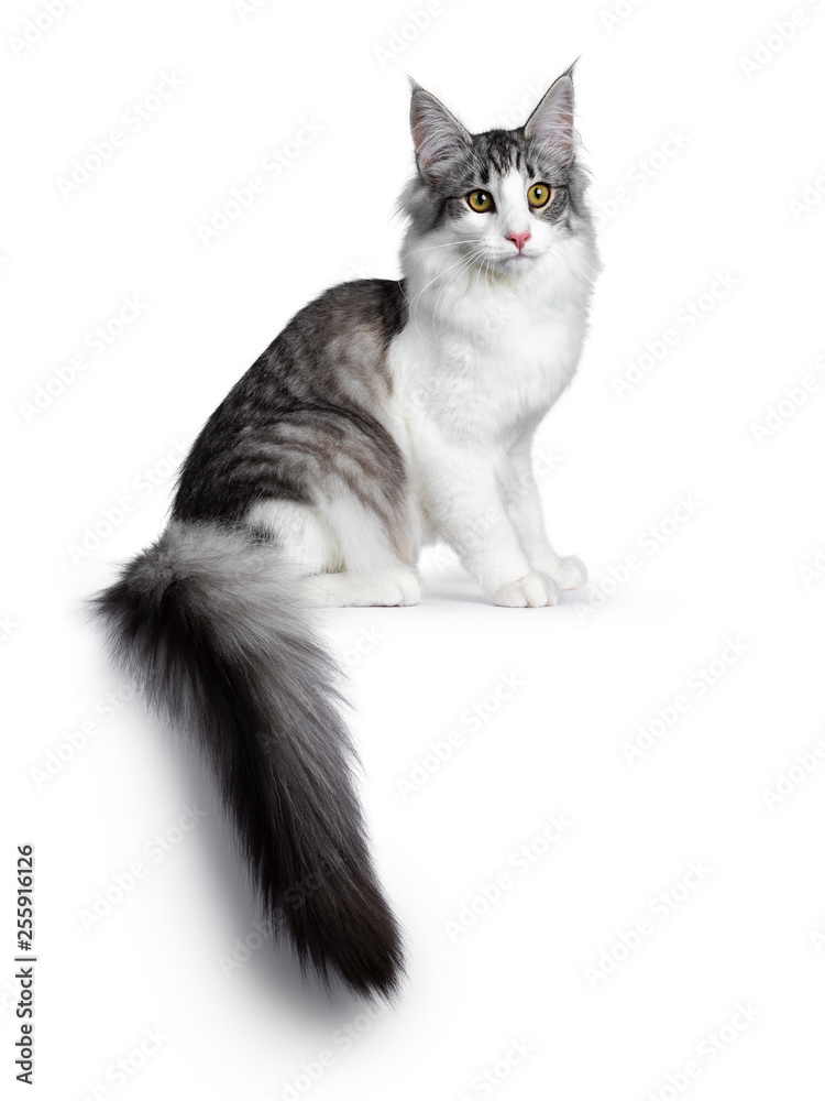 Cute black silver bicolor spotted tabby Norwegian Forest cat kitten, sitting side ways on edge. Looking at camera with green / yellow eyes. Isolated on white background. Tail hanging fown from edge.