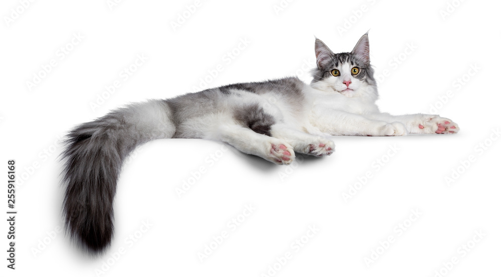 Cute black silver bicolor spotted tabby Norwegian Forest cat kitten, laying down side ways showing toe beans. Looking at camera with green / yellow eyes. Isolated on white background. - obrazy, fototapety, plakaty 