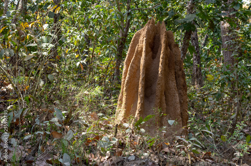 Fototapeta Naklejka Na Ścianę i Meble -  Termite Mound in the Jungle