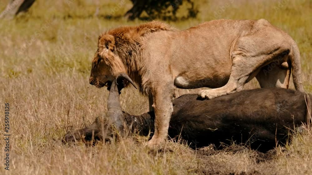 East african lion protecting his cape buffalo prey