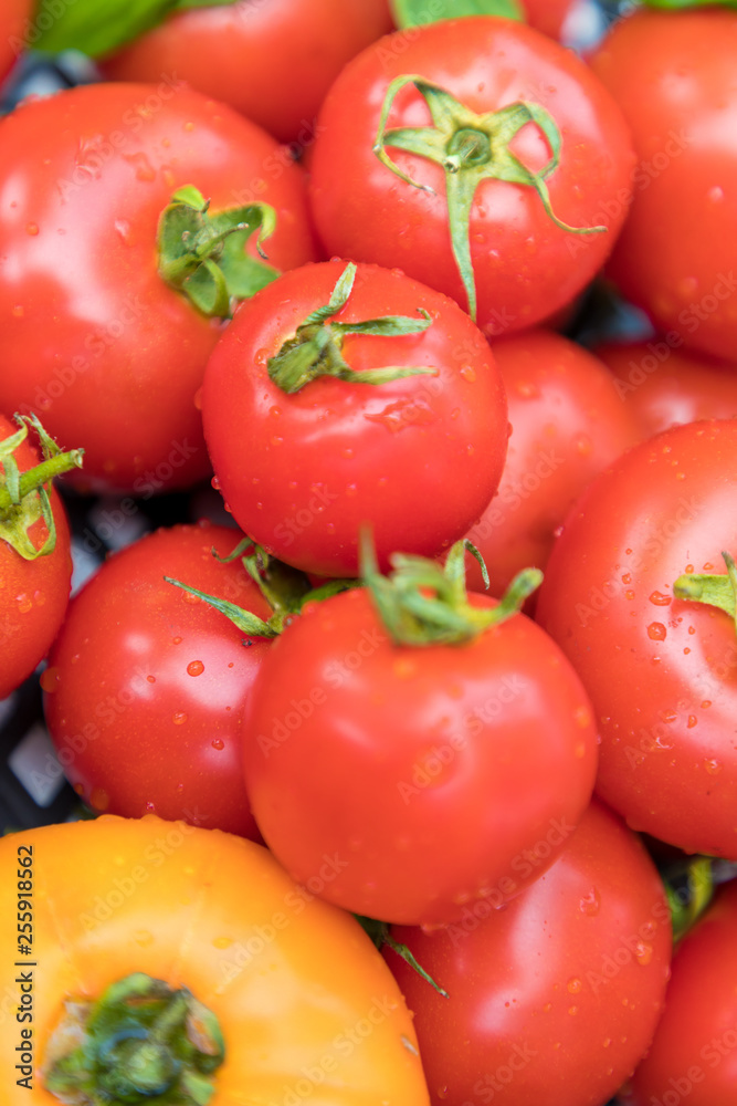 Fototapeta premium tomatoes not on the vine