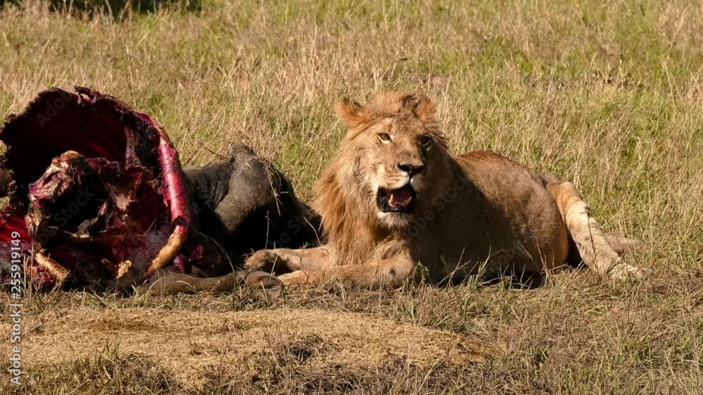 East african lion protecting his cape buffalo prey East african lion protecting his cape buffalo prey