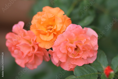 rose  flower  yellow  nature  garden  flowers  pink  red  plant 