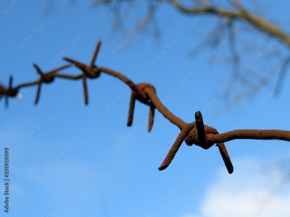 Rusty barbed wire on background of blue sky with clouds and bare branches. Concept of boundary, prison, freedom, immigration in spring, military camp Rusty barbed wire on background of blue sky with clouds and bare branches. Concept of boundary, prison, freedom, immigration in spring, military camp
