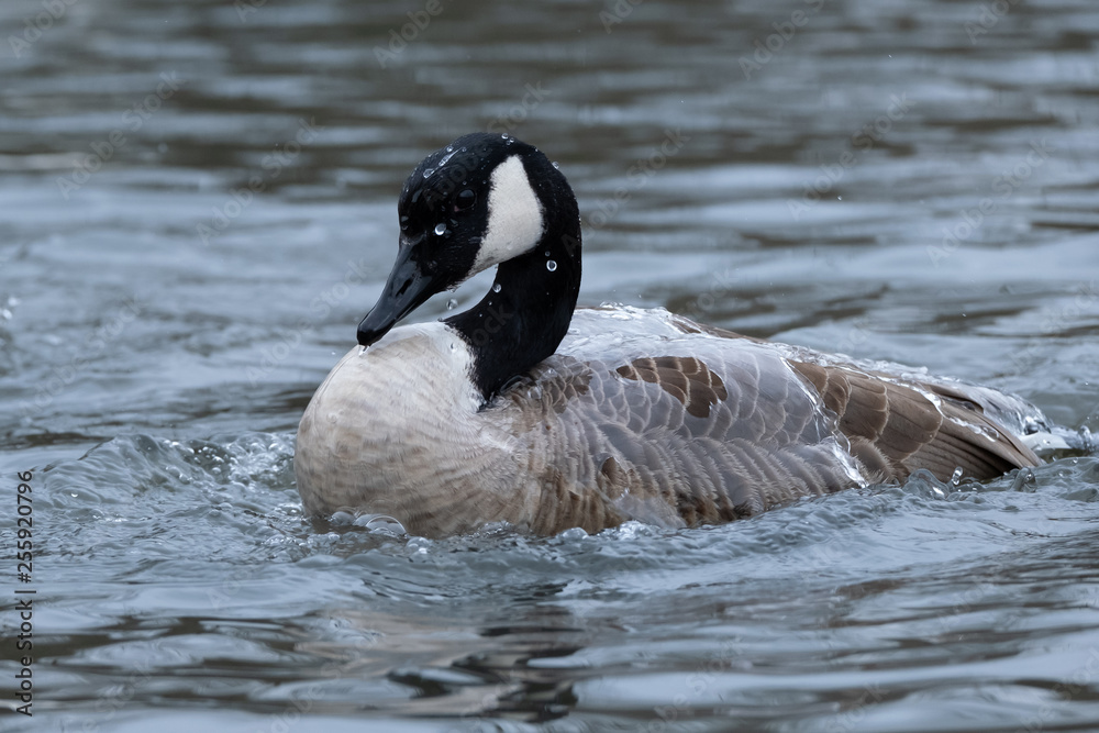 Fototapeta premium Kanadagans beim Baden