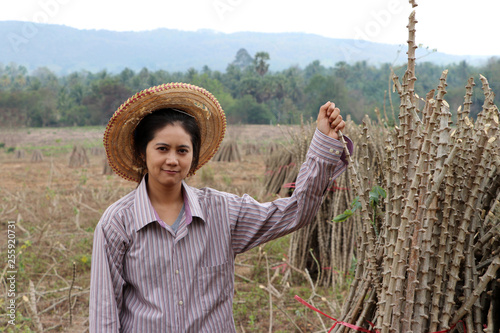 Female farmer sitting with tapioca limb that cut the stack together in the farm. photo