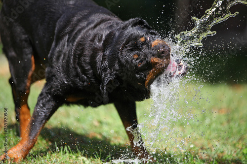 Rottweiler spielt mit Wasser