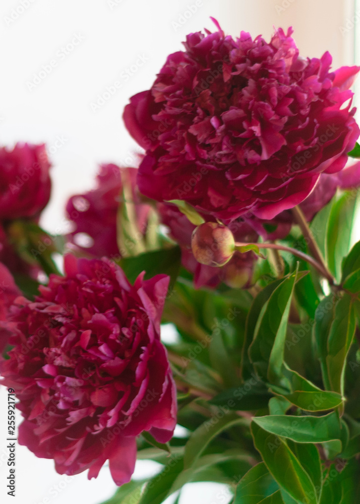 selective focus of pink peonies and bud with green leaves on white 