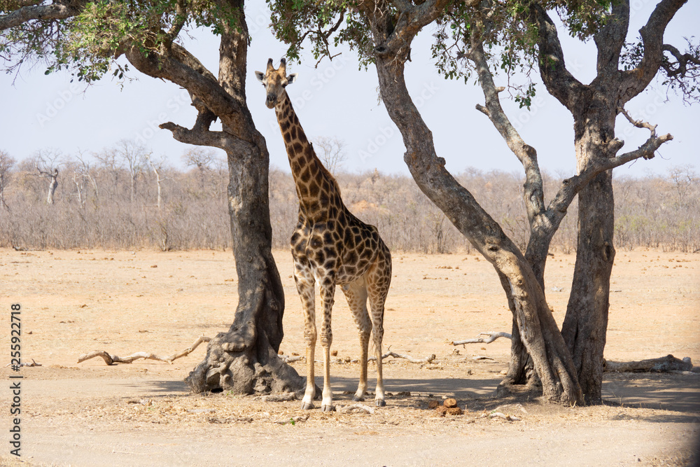 Obraz premium giraffe standing