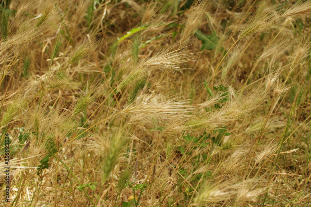Fototapeta premium Wheat field, meadow 