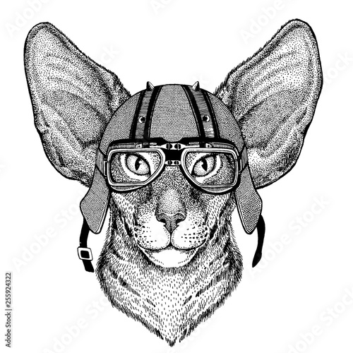 Cat wearing a motorcycle, aero helmet. Hand drawn image for tattoo, t-shirt, emblem, badge, logo, patch.