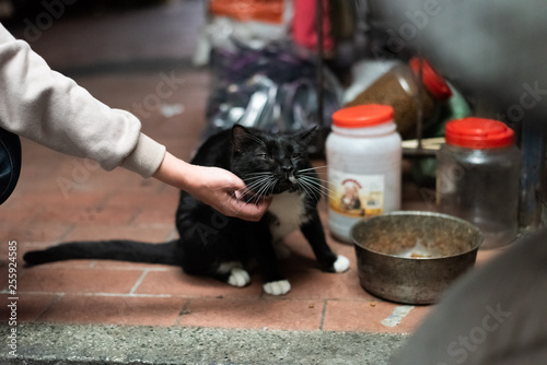 touch and feed a stray cat