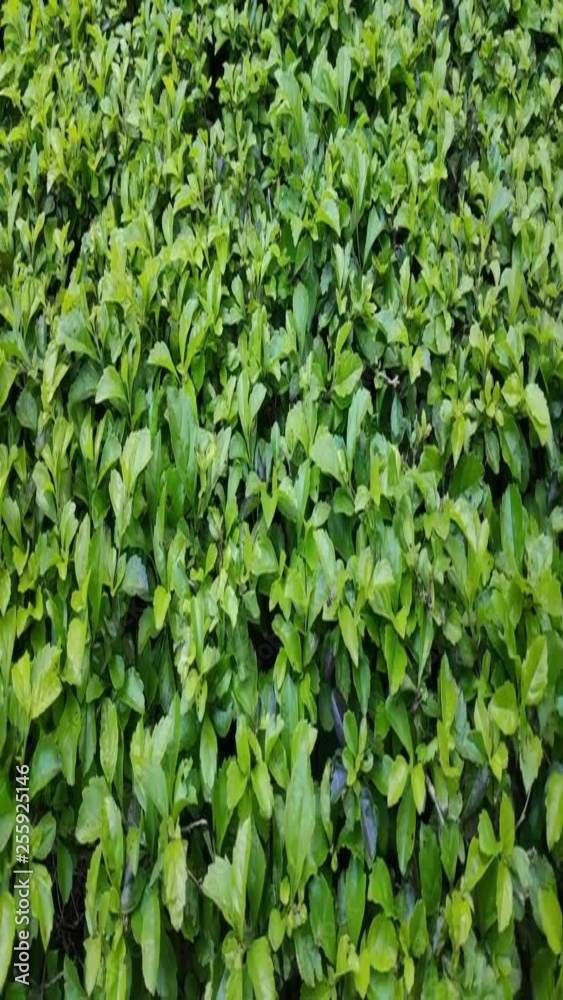 green bush of grass background, leaves of grass moving by the wind in the sunlight green bush of grass background, leaves of grass moving by the wind in the sunlight