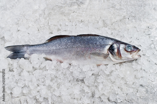 Raw sea bass on ice. Gray background  top view  space for text.