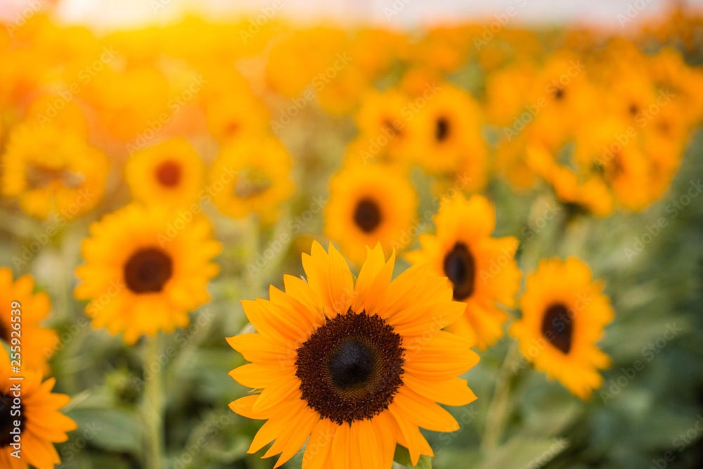 Fototapeta premium Sunflower fields in the morning