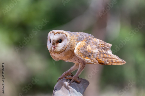 Barn owl standing on a glove, about to fly towards prey. 