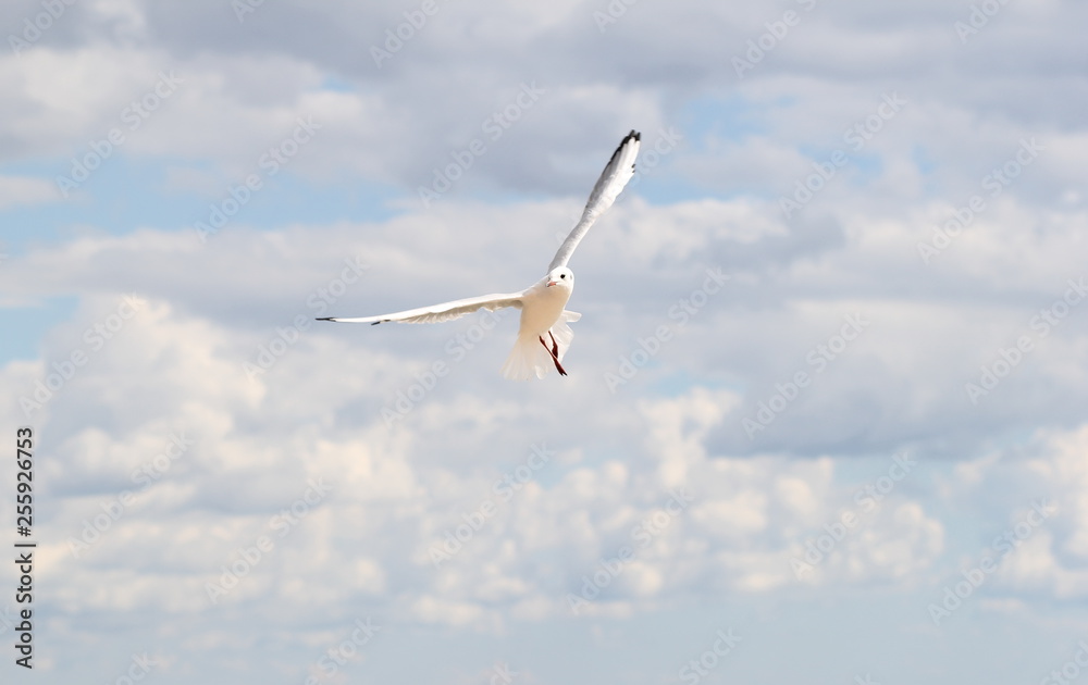Fototapeta premium seagull flying in the sky with clouds