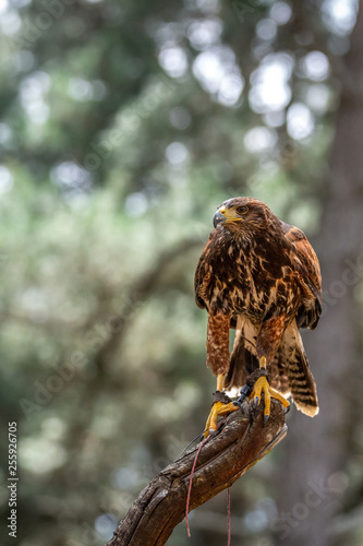 Brown Falcon sitting on branch & gazing at food. photo