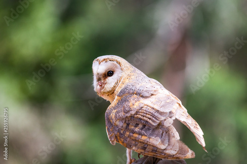 Barn owl standing on a glove, about to fly towards prey. 