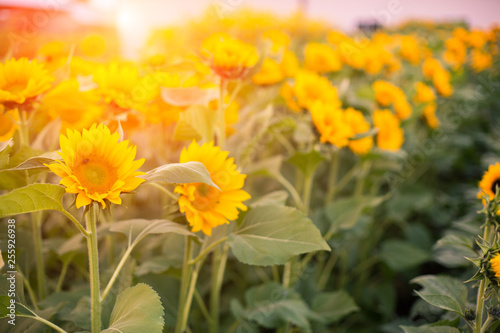 Sunflower fields in the morning