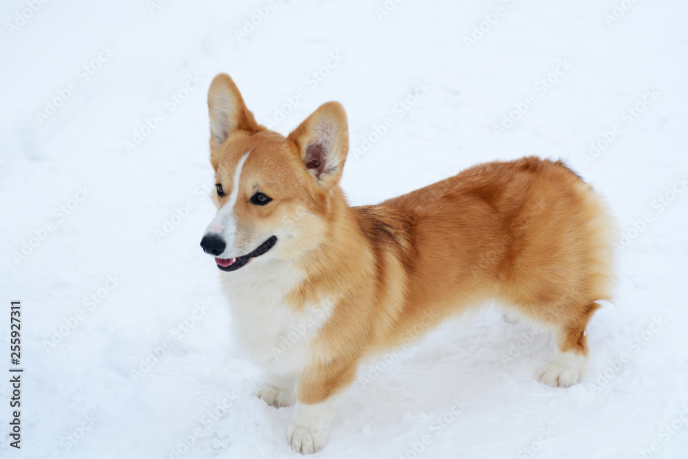 Cute dog Corgi walks in the snow and smiles on a sunny day
