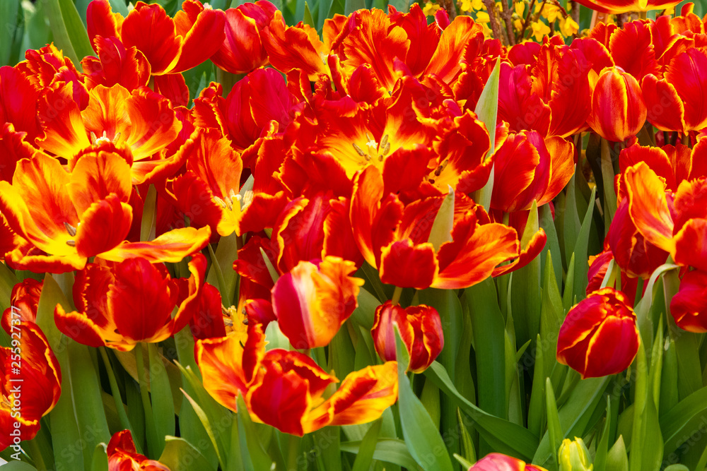 Decorative flowers in a greenhouse