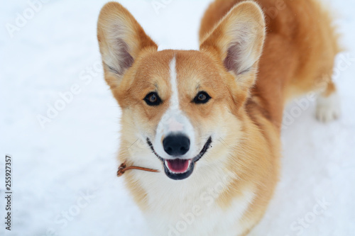 Cute dog Corgi walks in the snow and smiles on a sunny day © AB_PH
