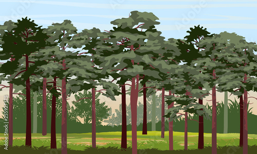 Pine forest. Tall trees, bushes, grass. Nature of America and Europe. Realistic Vector Landscape