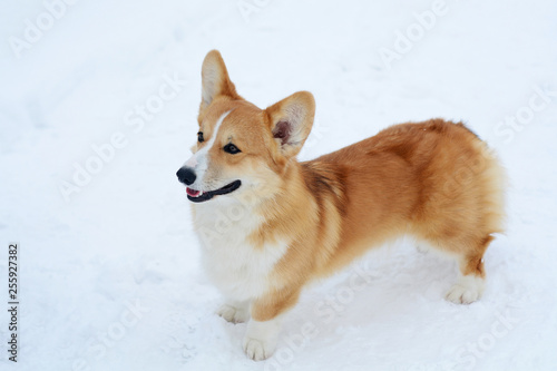 Cute dog Corgi walks in the snow and smiles on a sunny day