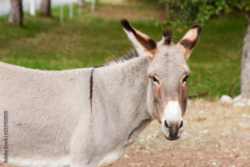 donkey, Alpes de Haute Provence Departement, France © Richard Semik