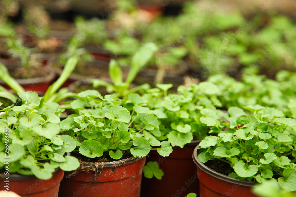 Growing home plants Growing home plants