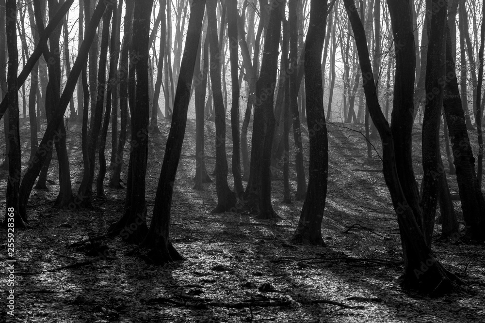 Hoia Baciu Forest - World’s Most Haunted Forest with a reputation for many intense paranormal activity and unexplained events. Inside Hoia Baciu Haunted Forest in Cluj-Napoca, Transylvania, Romania
