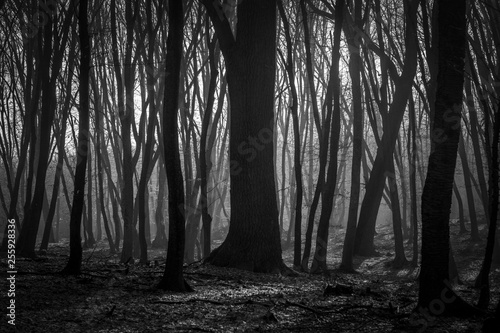 Hoia Baciu Forest - World’s Most Haunted Forest with a reputation for many intense paranormal activity and unexplained events. Inside Hoia Baciu Haunted Forest in Cluj-Napoca, Transylvania, Romania