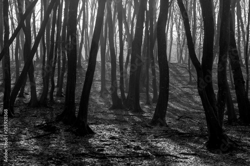Obraz na płótnie Hoia Baciu Forest - World’s Most Haunted Forest with a reputation for many intense paranormal activity and unexplained events. Inside Hoia Baciu Haunted Forest in Cluj-Napoca, Transylvania, Romania w salonie