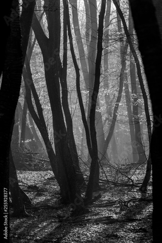 Hoia Baciu Forest - World’s Most Haunted Forest with a reputation for many intense paranormal activity and unexplained events. Inside Hoia Baciu Haunted Forest in Cluj-Napoca, Transylvania, Romania