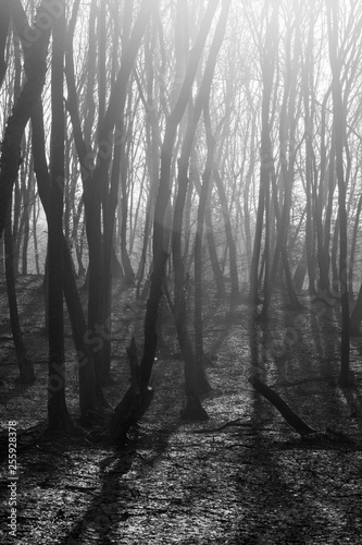 Hoia Baciu Forest - World   s Most Haunted Forest with a reputation for many intense paranormal activity and unexplained events. Inside Hoia Baciu Haunted Forest in Cluj-Napoca  Transylvania  Romania