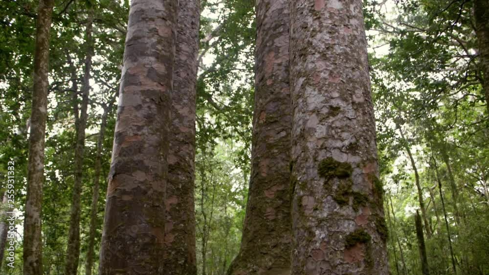 The Four Sisters kauri trees in Waipoua Forest, New Zealand. Slow motion tilt up from base to top. The Four Sisters kauri trees in Waipoua Forest, New Zealand. Slow motion tilt up from base to top.
