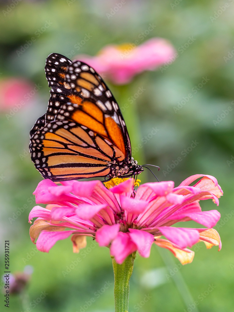 Obraz premium monarch butterfly, Danaus plexippus