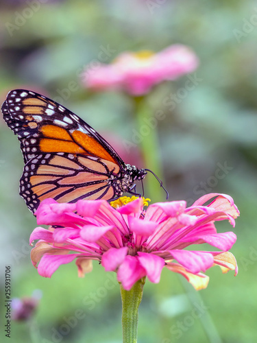monarch butterfly  Danaus plexippus