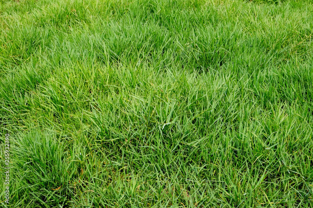 green grass lawn green grass lawn