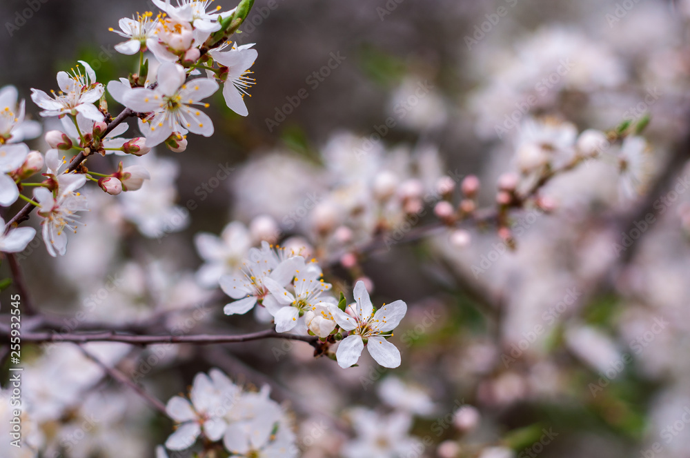 Blossoming cherry tree, a branch close-up with blooming white flowers and young green leaves on a background of blurred white flowers Blossoming cherry tree, a branch close-up with blooming white flowers and young green leaves on a background of blurred white flowers