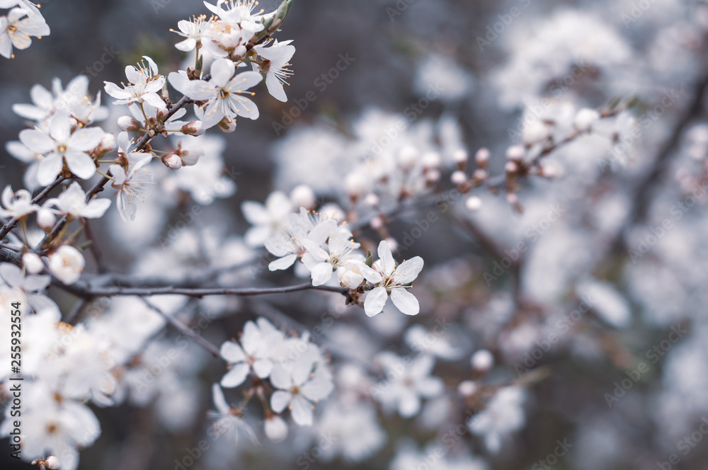 Background of blooming white flowers and buds on a branch of a cherry tree close-up on a blurred background Background of blooming white flowers and buds on a branch of a cherry tree close-up on a blurred background